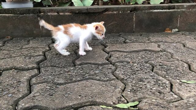 A tiny, adorable orange and white kitten cautiously explores a paved outdoor area.