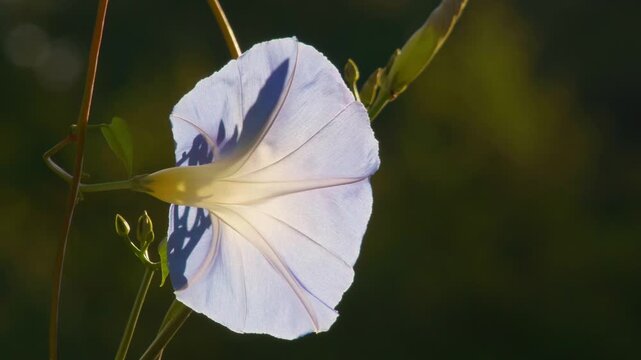 Blue flower blooming in Limoges nature park