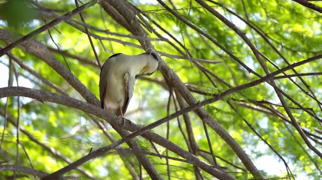 A Black Crowned Night Heron, Nycticorax nycticorax, preens on the branch of a tree in South Carolina