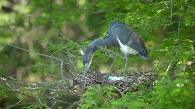 Tricolored Heron, Egretta tricolor, scratches while tending to a clutch of eggs its nest in the wetlands of South Carolina.