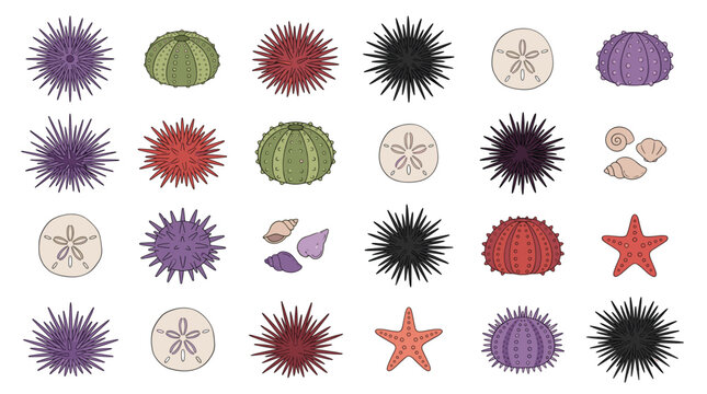 Sea urchin vector illustration set featuring colorful spiky marine animals bare skeleton tests sand dollars starfish and seashells isolated