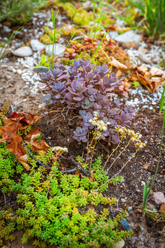 Backyard or patio with fantastic landscaping with drought resistant plants