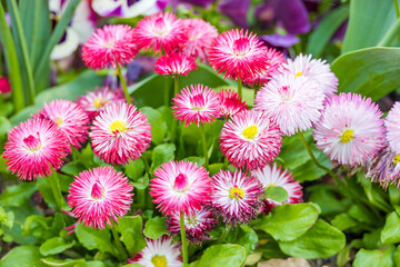 Vibrant Cluster of Pink and White Bellis Perennis Daisies in a Spring Garden © Natalya
