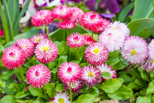 Vibrant Cluster of Pink and White Bellis Perennis Daisies in a Spring Garden