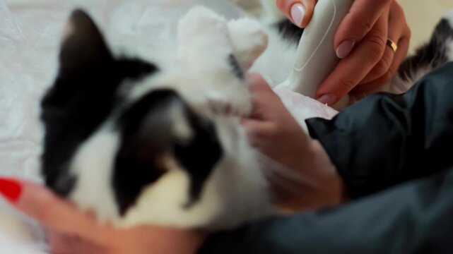 Close-up view of a veterinary specialist conducting an ultrasound scan of abdominal region of a cat, examining mammary glands for health check in clinic.