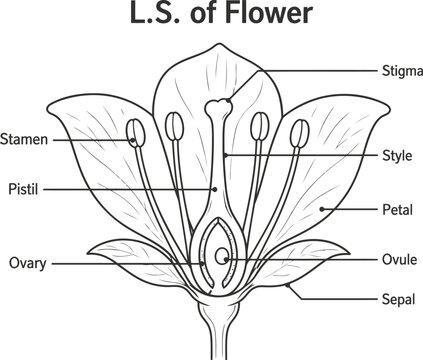 An intricate black and white diagram displays a longitudinal section of a flower, detailing its complete reproductive and structural parts.