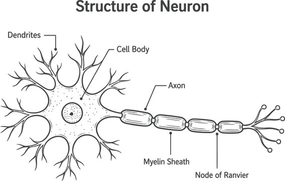 A precise black and white illustration depicts the intricate structure of a neuron, labeling its crucial components for signal transmission.