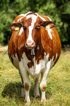 A front view of a beautiful red and white spotted Simmental dairy cow with a traditional bell, standing in a sunny mountain meadow. Authentic alpine farming photography.