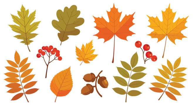 Beautiful collection of colorful autumn leaves, acorns, and rowan berries representing the vibrant transition of seasons.