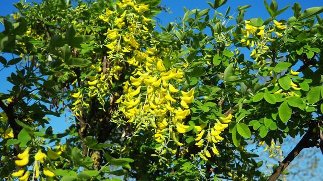 Laburnum anagyroides Cytisus laburnum, common laburnum, golden chain or golden rain, is a species of flowering plant in the subfamily Faboideae, and genus Laburnum. Yellow flowers in spring. Blue Sky