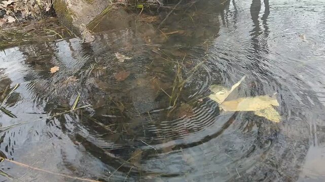Cute toads swimming in a pond