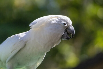 White umbrella cockatoo observing surrounding in nature © João Macedo
