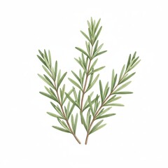 Obraz premium Three fresh green rosemary sprigs watercolor illustration aromatic herb art isolated on white background