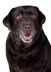 Obraz premium Senior chocolate labrador retriever dog looking up with curious expression isolated on white background