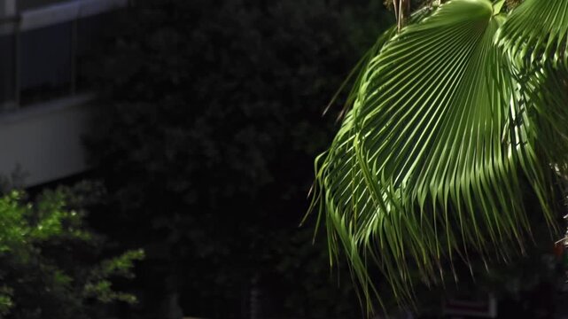 Close-up view of bright green fan palm leaf in sunshine, intricate leaf structure visible, a stark contrast with deep green out of focus trees and modern building structure. Copy space