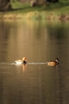 pair of red-crested pochards (netta rufina) swimming on a calm pond surface. beautiful waterfowl in golden evening light. peaceful nature scene from south moravia, czech republic. wild ducks on water