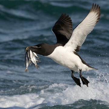 razorbill bird holding fishes in its beak