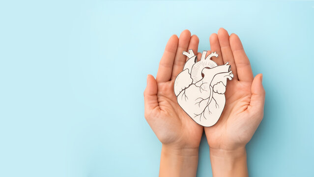 Heart health and cardiology concept with human hand holding heart