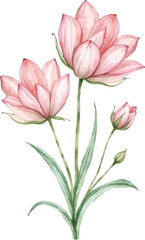 Obraz premium Delicate Pink Watercolor Lotus Flowers with Green Stems and Buds.