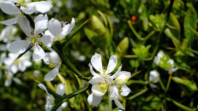Close-up shot of white flowers blooming on a thorny trifoliate orange branch.