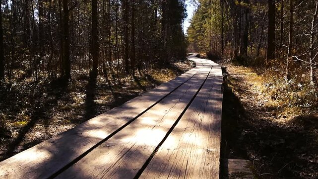First person view moving forward along a winding wooden boardwalk path through a sunlit forest, with long shadows from the trees stretching across the trail and the surrounding marshland