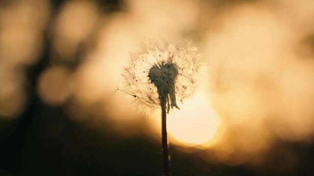 Dandelion clock silhouette glows in the golden hour light of a field. Nature close-up with a slow-motion traveling shot.