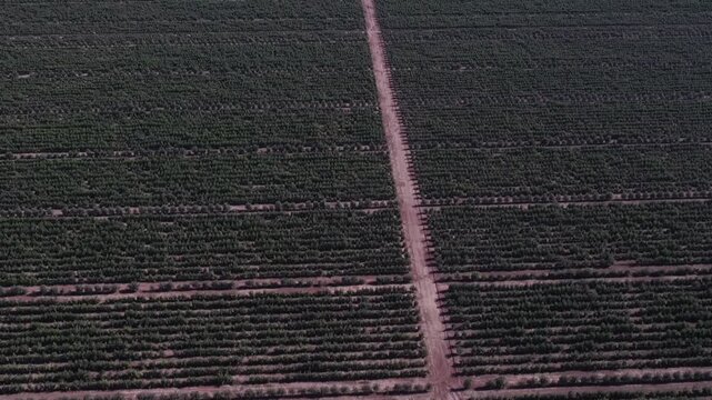 Aerial top-down view flying over a vast plantation of olive trees organized in diagonal rows, a fundamental element of mediterranean agriculture and extra virgin oil production