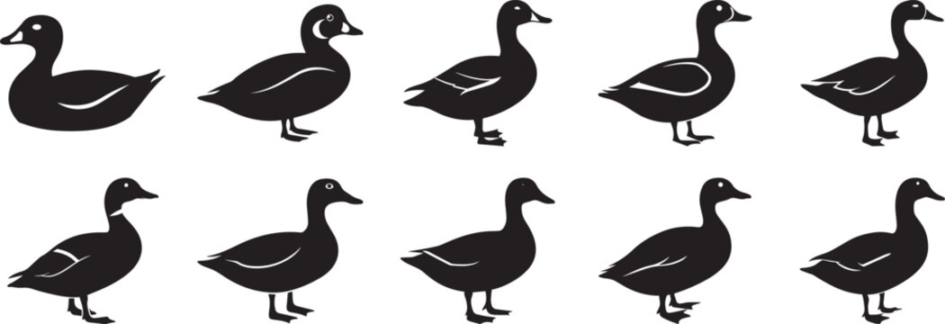 Duck Silhouette Vector Illustration - Isolated Black and White Mallard Waterfowl Farm and Wild Bird Design
