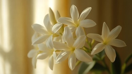 Obraz premium Soft-focus close-up of a cluster of pristine white flowers, bathed in warm sunlight filtering through sheer drapes