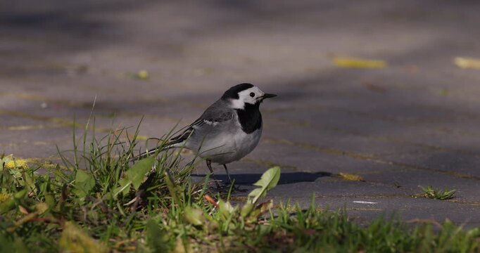 White wagtail standing on ground looking around alertly and then taking off into flight, close up, slow motion, wildlife scene