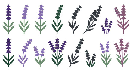 Collection of lavender plants and sprigs with detailed floral elements. Various sizes and colorations in purple and green hues, representing nature and aromatherapy. © SADIKUR