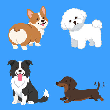 Cute Dog Breeds Flat Vector Set, Corgi, Bichon Frise, Border Collie and Dachshund Illustration, Funny Pets Collection Isolated on Blue Background