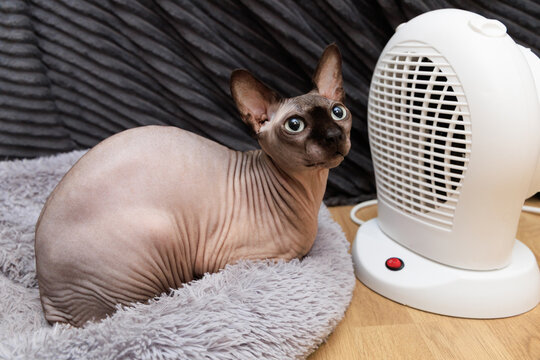 Sphynx cat sitting on blanket near electric heater. It's cold in the apartment, heating in winter