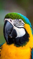 Fototapeta premium Blue and Gold Macaw Portrait.