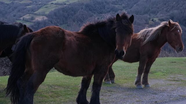 A group of brown wild horses grazing and standing on a green mountain pasture during dusk