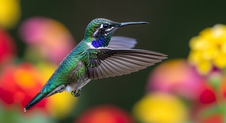 Obraz premium Tiny hummingbird with iridescent green plumage hovers near colorful blurred flowers in garden.