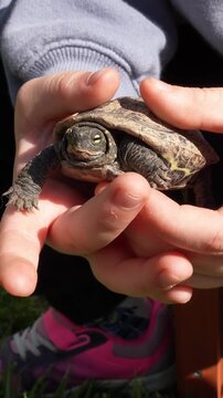 Close up of a child's hands gently holding a small reeves' turtle. The little reptile looks around, showcasing human animal connection