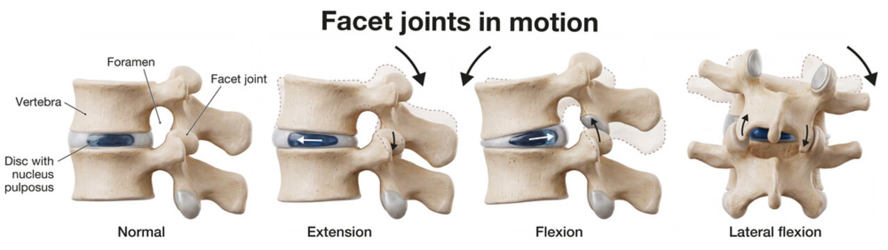 The mobility of the lumbar vertebrae. Facet joint. Medical illustration. Labeled