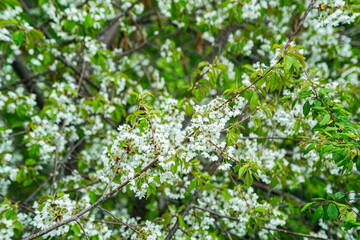 Naklejka premium Background of spring renewal and vitality. Close-up shot of white fruit tree flowers in full bloom on a diagonal branch. The soft natural lighting creates a natural background. Selective focus.