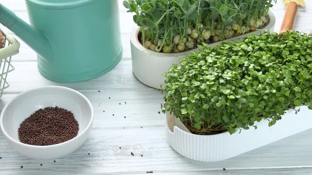 Sprouting microgreen seeds and growing plants on a table