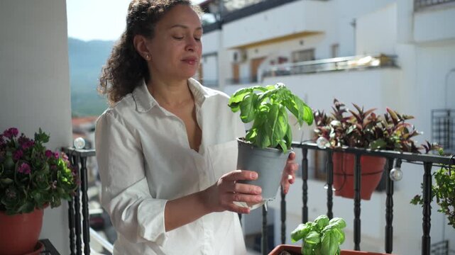 Happy Woman Inspecting Fresh Basil Plant on a Sunny Balcony Garden