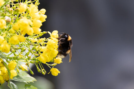 bee on yellow flower