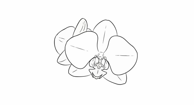 Simple outline sketch of a delicate phalaenopsis orchid bloom