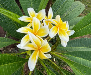Fototapeta premium Fresh white and yellow plumeria flowers with water droplets, tropical garden close-up