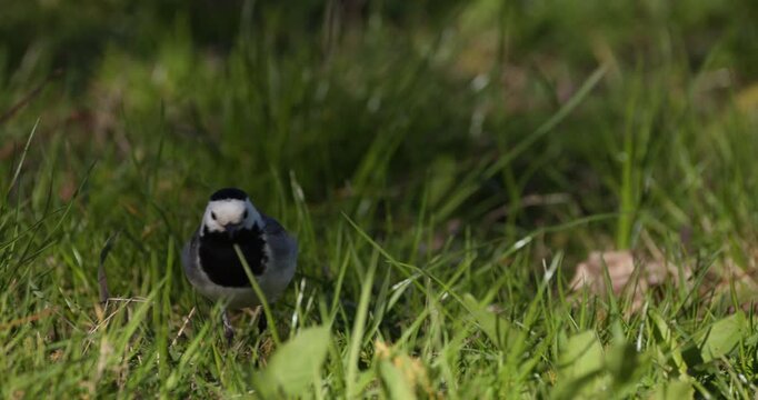 White wagtail foraging in green grass searching for food, slow motion wildlife scene