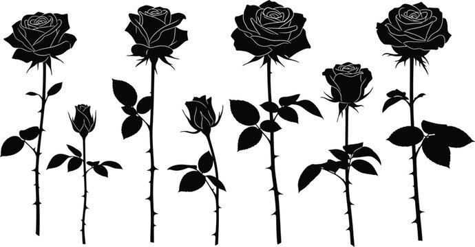 Set of elegant black rose silhouettes featuring blooming flowers and buds on long thorny stems for botanical designs