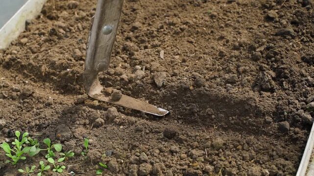 Compacting soil before seed planting in greenhouse