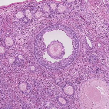 Ovarian Follicle Histology Under Microscope