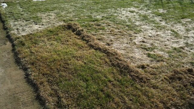 Lawn with dry rotten grass after winter being raked with garden rake