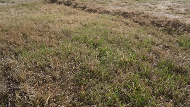 Lawn after dethatching showing mix of green grass and brown patches close-up